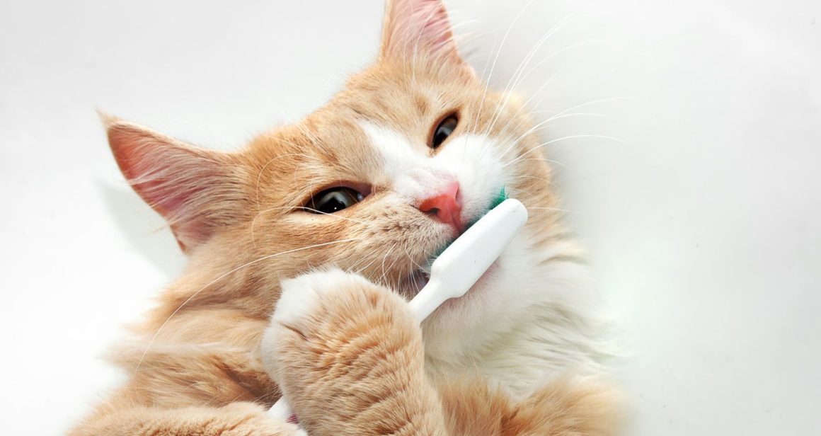 How to Care for Your Pet’s Teeth: A Complete Guide