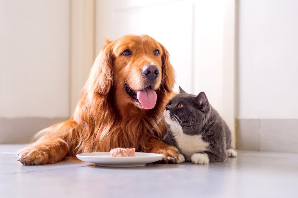 How to Choose the Right Food for Your Pet: Tips and Recommendations